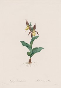 Les Liliacées: Cypripedium calceolus by Pierre Joseph Redouté