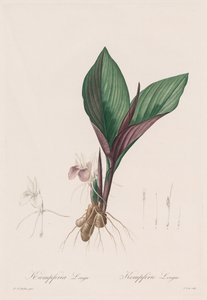 The Lilies: Kaempferia longa by Pierre Joseph Redouté