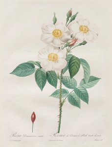 Les Roses: Rosa Damascena, subalba, 1817-1824 by Pierre Joseph Redouté