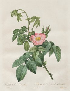 Les Roses: Rosa Villosa Terebenthina by Pierre Joseph Redouté