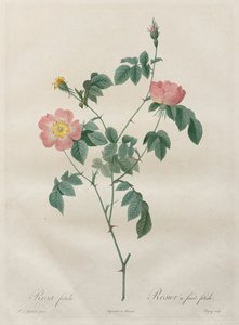Les Roses: Rosa Indica by Pierre Joseph Redouté