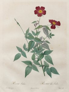 The Roses: Rosa Indica by Pierre Joseph Redouté