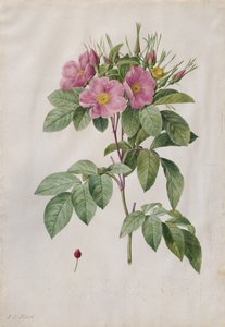 Pasture Rose Rosa Carolina Corymbosa by Pierre Joseph Redouté
