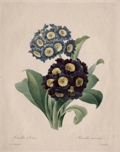 Primula auricula