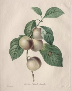 Reine Claude Plum by Pierre Joseph Redouté