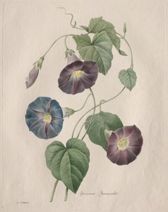 Star-glory Morning-glory, 1827