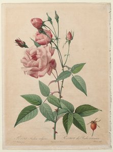 The Roses: China or Bengal Rose, 1817-1824 by Pierre Joseph Redouté