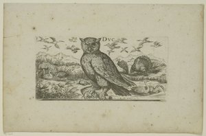 Owl and Other Birds Birds (series title)