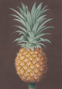 The Smooth Leaved Green Antigua Pine by Henri Merke