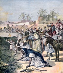 The Locust Plague, Algeria
