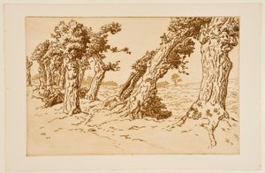 Gnarled Trunk Trees