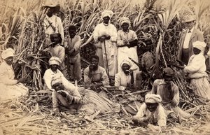Sugar cane cutters, Jamaica