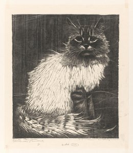 Colorful Angora