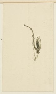 Tailpiece from Au Pied du Sinaï