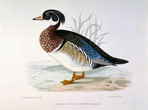 Representation of a Teal Duck of Caroline by Henri de la Blanchere