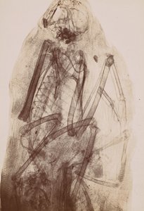 X-Ray of the Mummy of a Raptor