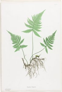 Ferns of Great Britain and Ireland: Polypodium Phegopteris