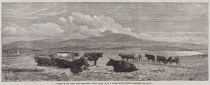 Cattle on the Sands, near Port Madoc, North Wales