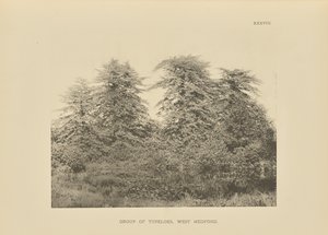 Group of Tupeloes, West Medford