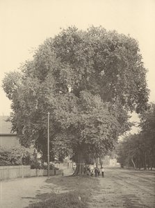 The Whittemore Elm, Arlington by Henry Brooks