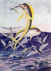 Flying-Fishes Attacked by Henry Charles Seppings Wright