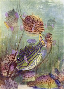 The Coffer Fish of the Coral Seas by Henry Charles Seppings Wright