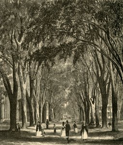 The New-Haven Elms, 1874