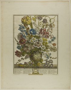 March, from Twelve Months of Flowers by Henry Fletcher