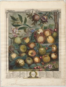 Twelve Months of Fruit: May by Henry Fletcher