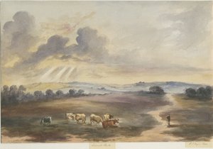 Cannock Chase - Heath