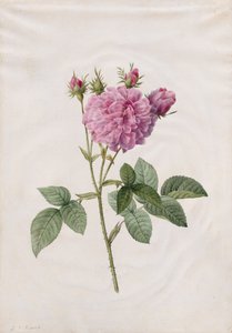 Agatha Rose by Henry Joseph Redouté