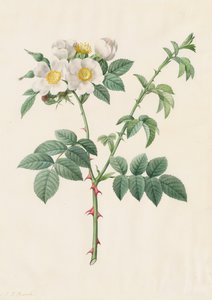 Brier Bush Rose or Dog Rose (Rosa Leucantha)