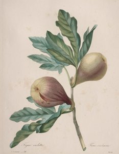 Choice of the Most Beautiful Flowers...Most Beautiful Fruits: Violet Fig by Henry Joseph Redouté