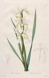 Gold-banded Iris