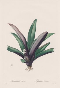 The Lilies: Tradescantia discolor by Henry Joseph Redouté