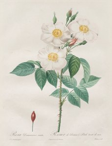 The Roses: Rosa Damascena, subalba by Henry Joseph Redouté