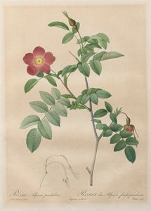 The Roses: Rosa alpina pendulina by Henry Joseph Redouté