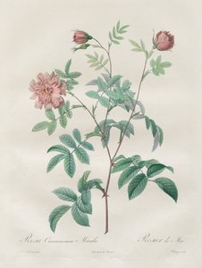 The Roses: Rosa cinnamomea