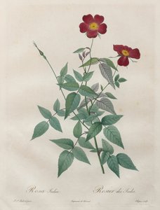 The Roses: Rosa indica by Henry Joseph Redouté