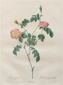 The Roses: Rosa indica by Henry Joseph Redouté