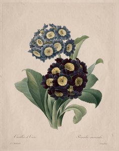 Primula auricula