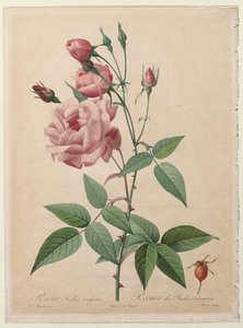 The Roses: China or Bengal Rose by Henry Joseph Redouté