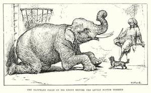 The elephant falls on his knees before the little Scotch terrier