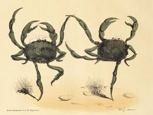Danse Fantastique from La Caricature, pub. 1831 lithograph (1831) by Henry Monnier