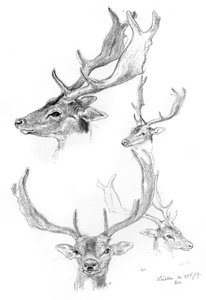 Stags Heads by Henry Moore