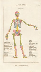 Color-coded Human Skeleton – Anterior View by Henry Mutlow