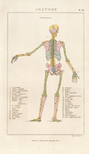 Color-coded Human Skeleton – Posterior View by Henry Mutlow