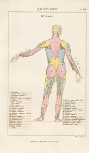 Musculature of the Human Body – Posterior View