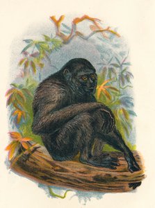 The Siamang Gibbon, 1897