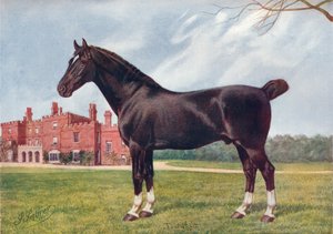 Hackney stallion Danegelt, c1905-1910 by Henry Powell Palfrey